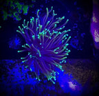 Dragon Soul Torch Coral Frag - All Things Aquatic
