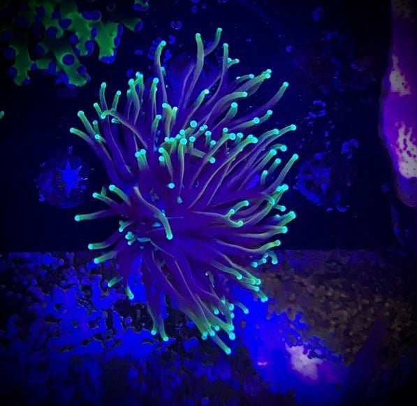 Dragon Soul Torch Coral Frag - All Things Aquatic