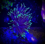 Dragon Soul Torch Coral Frag - All Things Aquatic