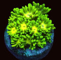 Electro Lemon Goniopora Frag - All Things Aquatic