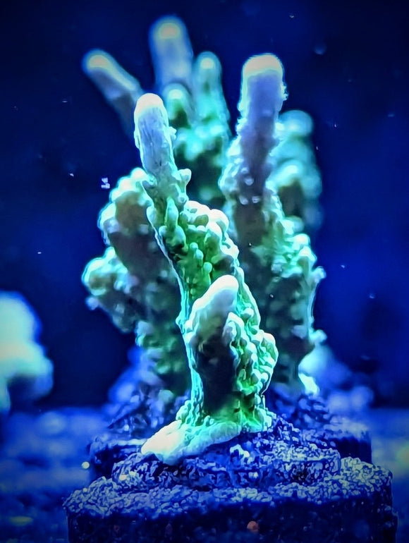 Elkhorn Montipora Stellata - All Things Aquatic