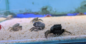 Emerald Crabs - All Things Aquatic