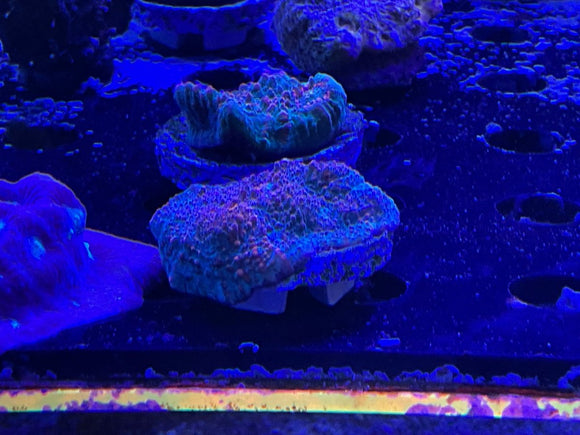 Fanta Chalice Frag - All Things Aquatic