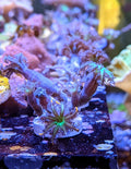 Fireworks Clove Polyp Frag - All Things Aquatic