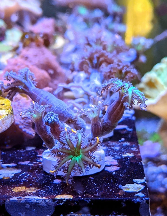 Fireworks Clove Polyp Frag - All Things Aquatic