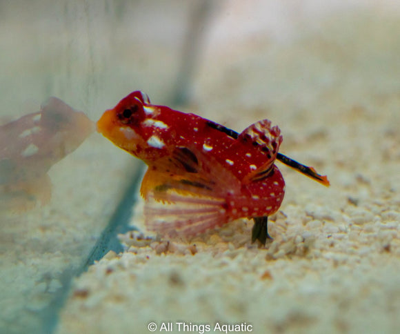 Flame Scooter Blenny - Lg - All Things Aquatic