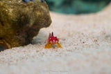 Flame Scooter Blenny - Lg - All Things Aquatic