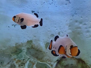 Flurry Clownfish Pair - All Things Aquatic