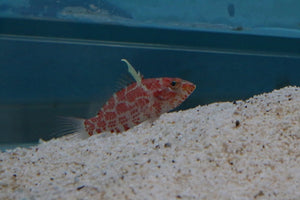 Geometric Pygmy Hawkfish - All Things Aquatic