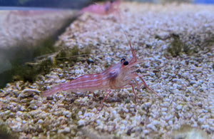 Giant Peppermint Shrimp - All Things Aquatic