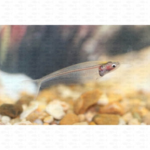 Glass Catfish - All Things Aquatic