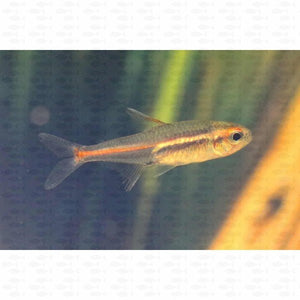 Glowlight Tetra - All Things Aquatic