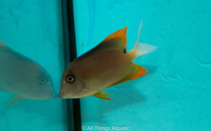 Gold Rush Tang Sm - All Things Aquatic