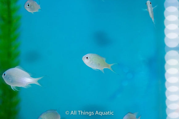 Green Chromis - All Things Aquatic