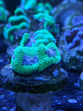 Green Demon Favia Frag - All Things Aquatic