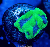 Green Demon Favia Frag - All Things Aquatic