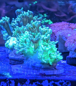 Green Goniopora Frag - All Things Aquatic