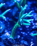 Green Hystrix Frags - All Things Aquatic