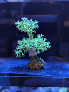 Green Kenya Tree Frag - All Things Aquatic