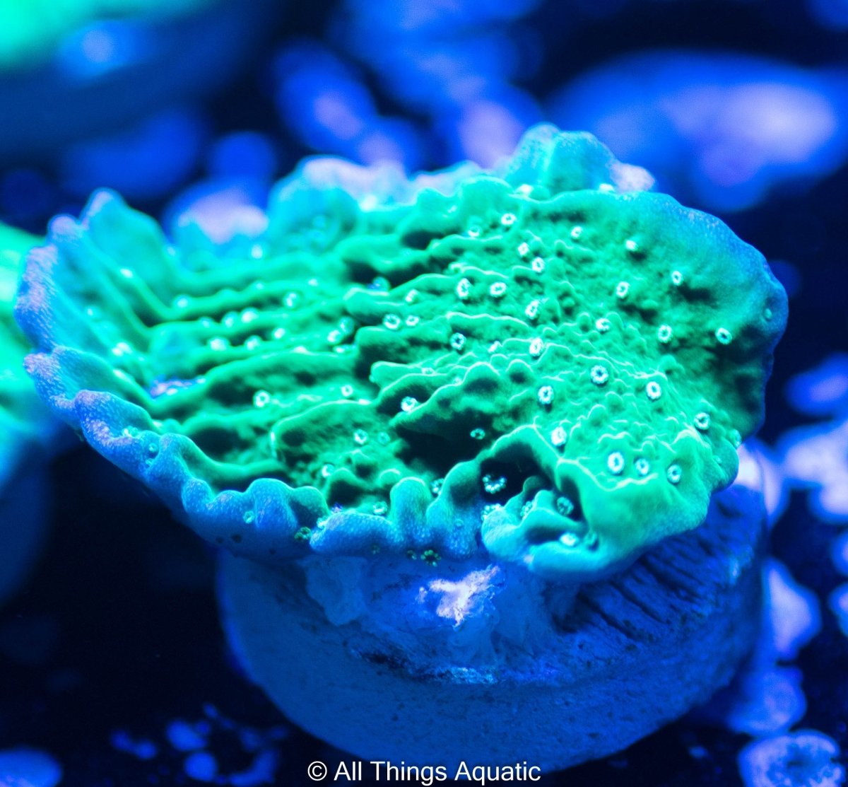 Green Montipora capricornis frag - All Things Aquatic