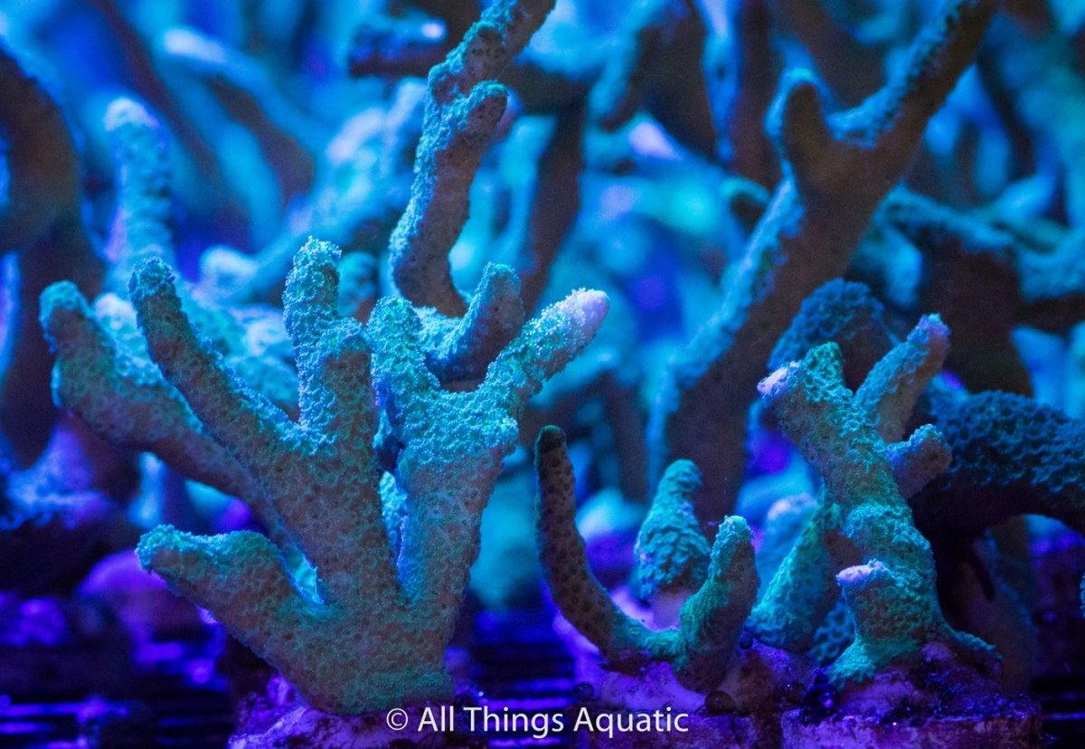 Green Montipora Digitata Frag - All Things Aquatic