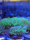 Green Star Polyp Frag - All Things Aquatic