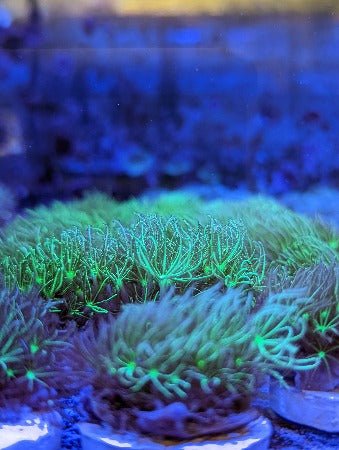 Green Star Polyp Frag - All Things Aquatic