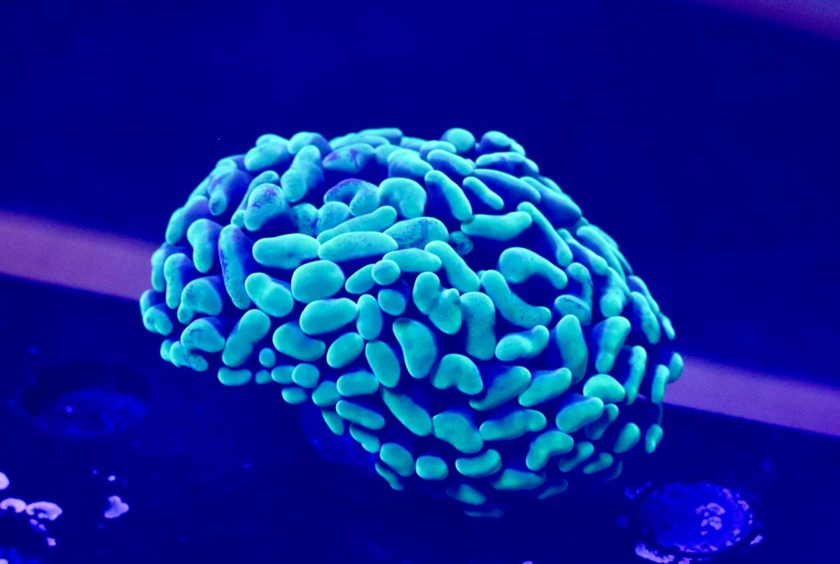 Hammer Coral Frag - All Things Aquatic