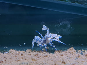 Harlequin Shrimp - All Things Aquatic