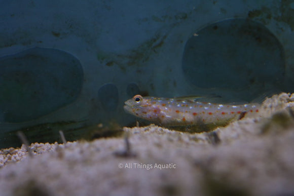 Hi Fin Spangle Goby - LG - All Things Aquatic