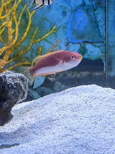 Hi Fin Sword Dwarf Parrot - Md - All Things Aquatic