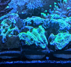 High Voltage Platygyra Frag - All Things Aquatic
