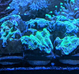 High Voltage Platygyra Frag - All Things Aquatic