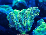 High Voltage Platygyra Frag - All Things Aquatic