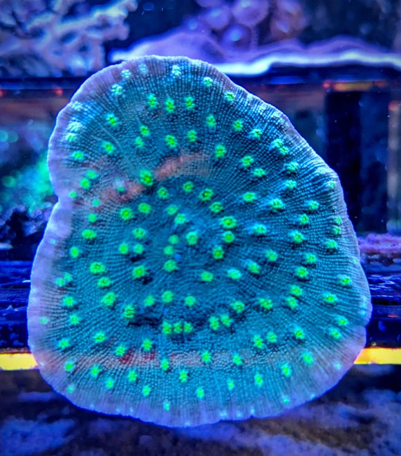 Hollywood Stunner Chalice Frag - All Things Aquatic