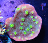 Hollywood Stunner Chalice Frag - All Things Aquatic