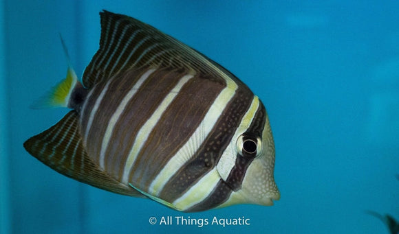 Indo Sailfin Tang - Lg - All Things Aquatic