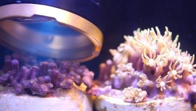 ITC Reefculture Reef Delete V1.02 - All Things Aquatic