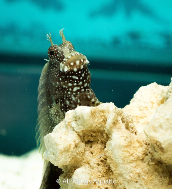 Jewelled Algae Blenny Lg - All Things Aquatic