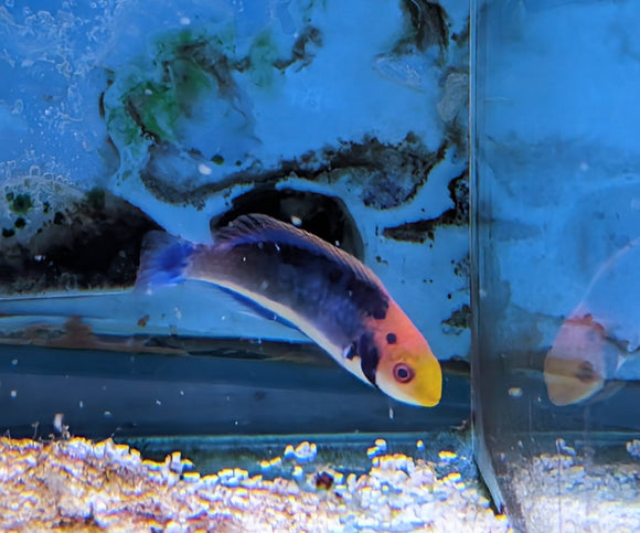 Koi Dwarf Parrot - All Things Aquatic