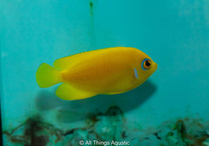 Lemon Peel Angel - Md - All Things Aquatic