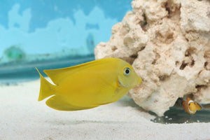 Lemon Peel Mimic Tang Md - All Things Aquatic