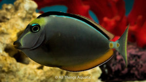 Lipstick Tang - Hawaii - Sml - Lituratus - All Things Aquatic