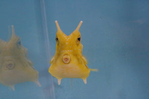 Long Horn Cowfish LG - All Things Aquatic