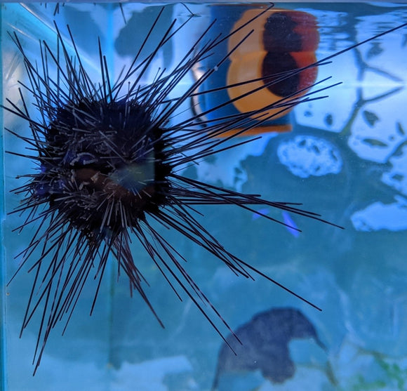 Long Spine Urchin - LG - All Things Aquatic