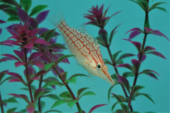 Longnose Hawkfish - All Things Aquatic