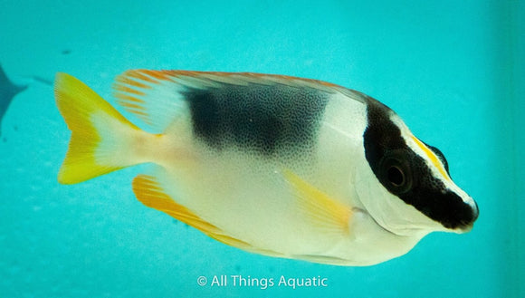 Magnificent Foxface Sml - All Things Aquatic