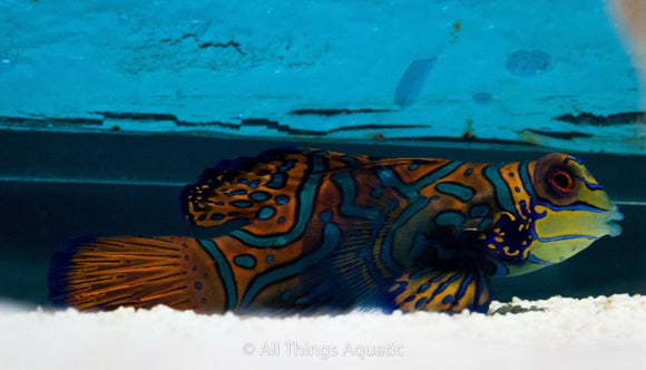 Mandarin Pair - All Things Aquatic