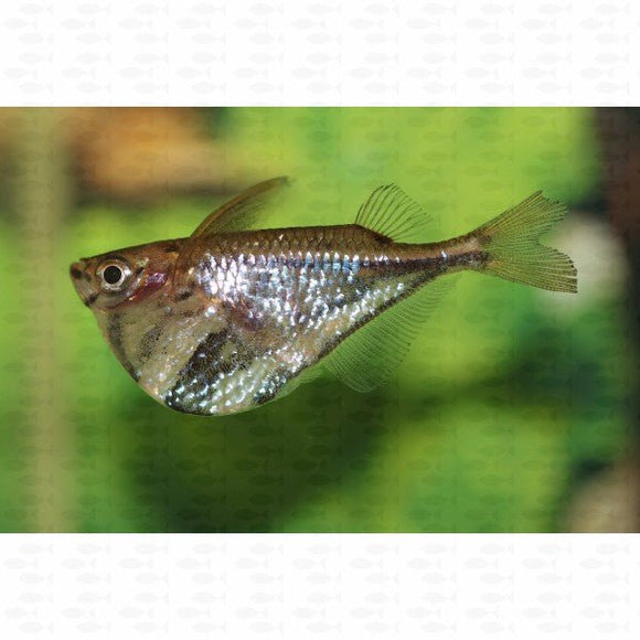 Marble Hatchet Fish - All Things Aquatic