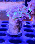 Marbled Hammer Coral Frag - All Things Aquatic